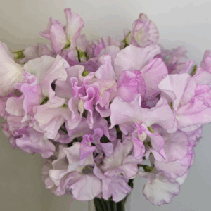Sweet Pea - Light Pink
